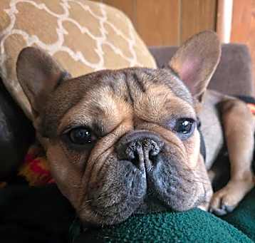Photo of Hank