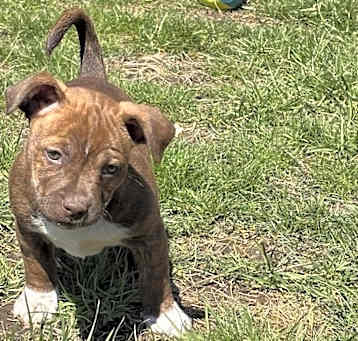 Photo of Frannie ((Mama Pearl's babies)