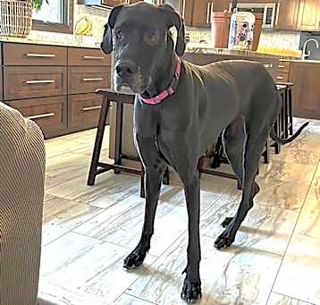 Photo of Raisin $600