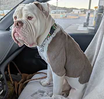 Photo of LeBowski