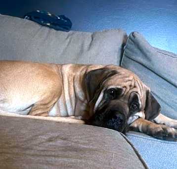 Photo of Otis