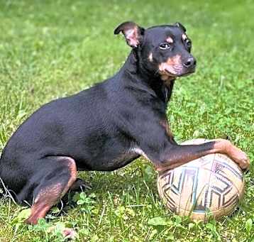 Photo of Rocky