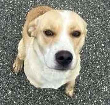 Photo of Nala