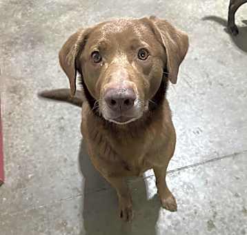 Photo of Dexter