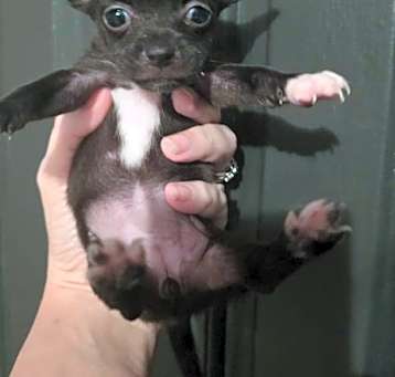 Photo of Tiani