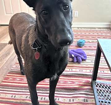 Photo of Asher - Located in WA