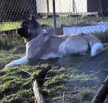 Photo of Ike