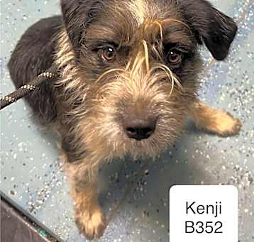 Photo of Kenji B352