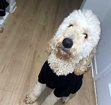 Photo of Teddy