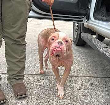 Photo of Bruno
