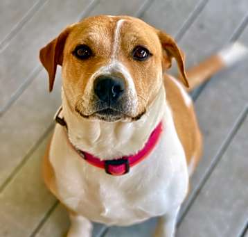 Photo of Delilah