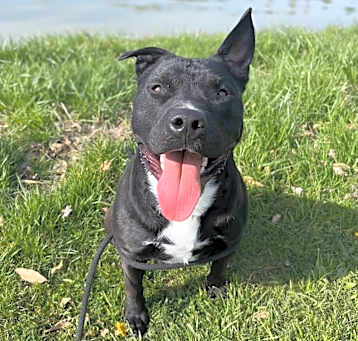 Photo of Sarg