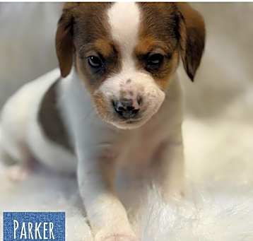 Photo of Parker
