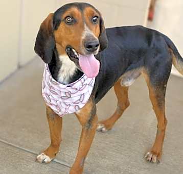 Photo of Dodge