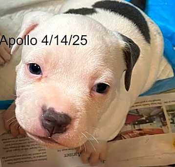 Photo of Apollo