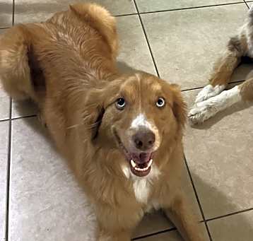 Photo of Whiskey