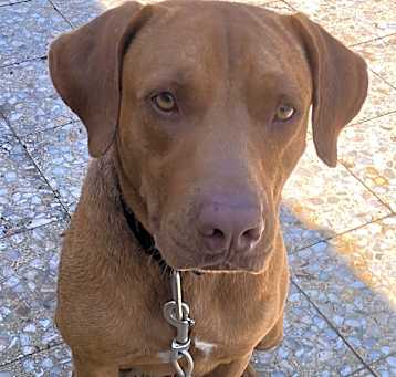 Photo of Bruno