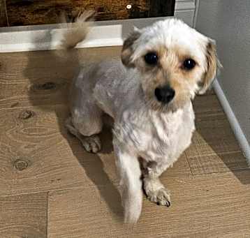 Photo of Puppy