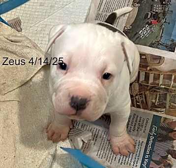 Photo of Zeus
