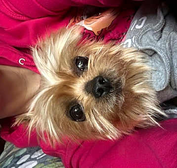 Photo of Harley