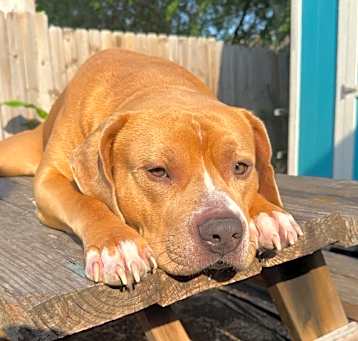 Photo of Buddy
