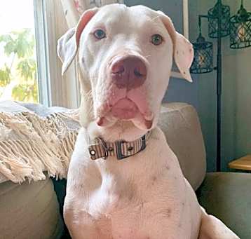 Photo of HANK