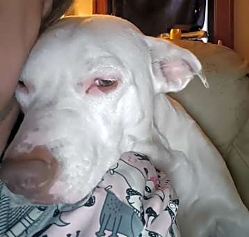 Photo of Lulu