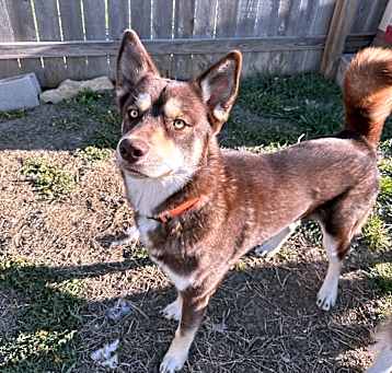Photo of Chopper