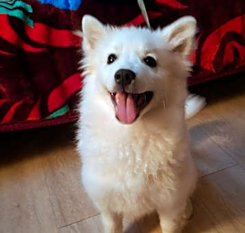 Photo of Muffin