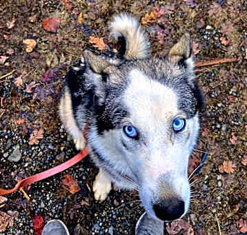 Photo of Wren