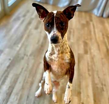 Photo of Daisy