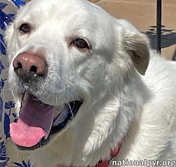 Photo of Harrison in OK - Loves Cuddles & Treats!