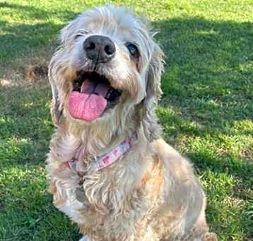 Photo of Ginger