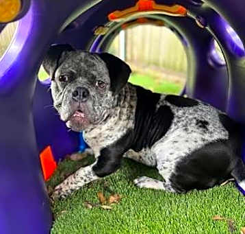 Photo of Rowdy Rudy