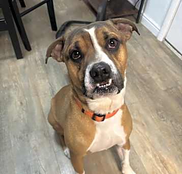Photo of Bandit