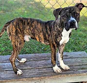 Photo of RILO