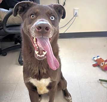 Photo of Chico