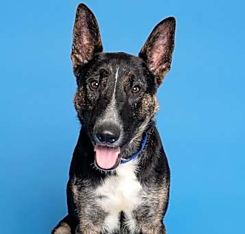 Photo of Woofstock