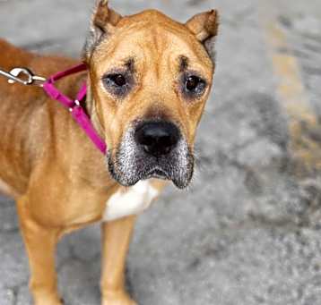 Photo of Nala