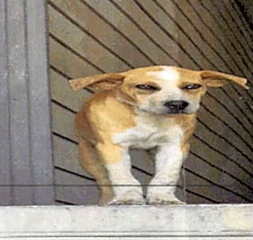 Photo of Roxy