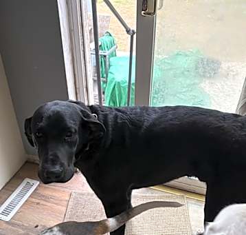 Photo of Cooter