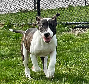 Photo of BIRDIE THE BABY BULL TERRIER