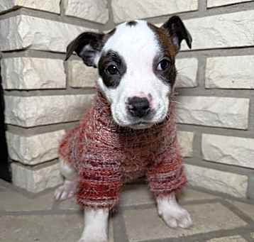 Photo of Pippi