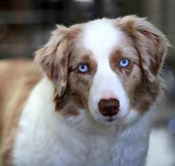 Photo of Biscuit