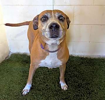 Photo of BUTTERCUP