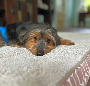 Photo of Nupe