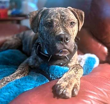 Photo of Gumbo
