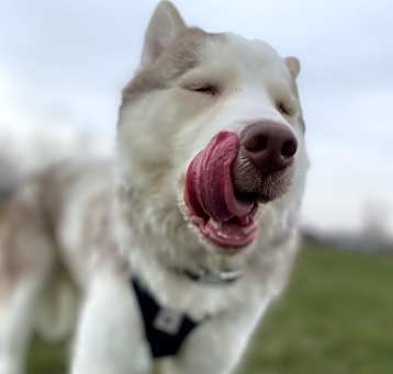 Photo of Max