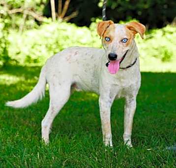 Photo of Dingo