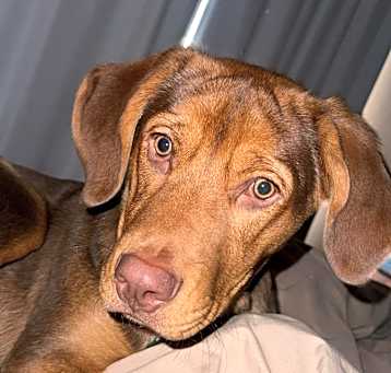 Photo of Arlo